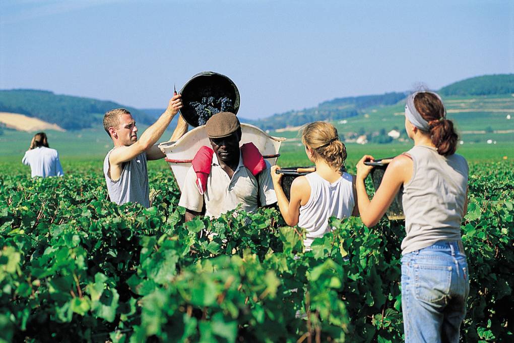 Wijngaarden van Bourgogne